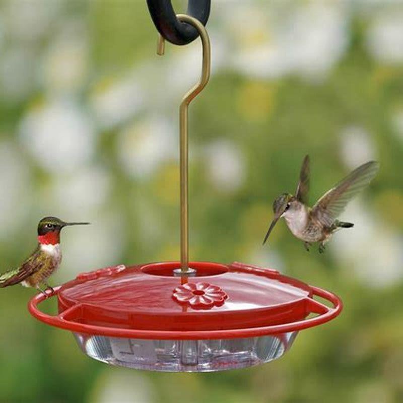 what-should-you-not-feed-hummingbirds-diy-seattle