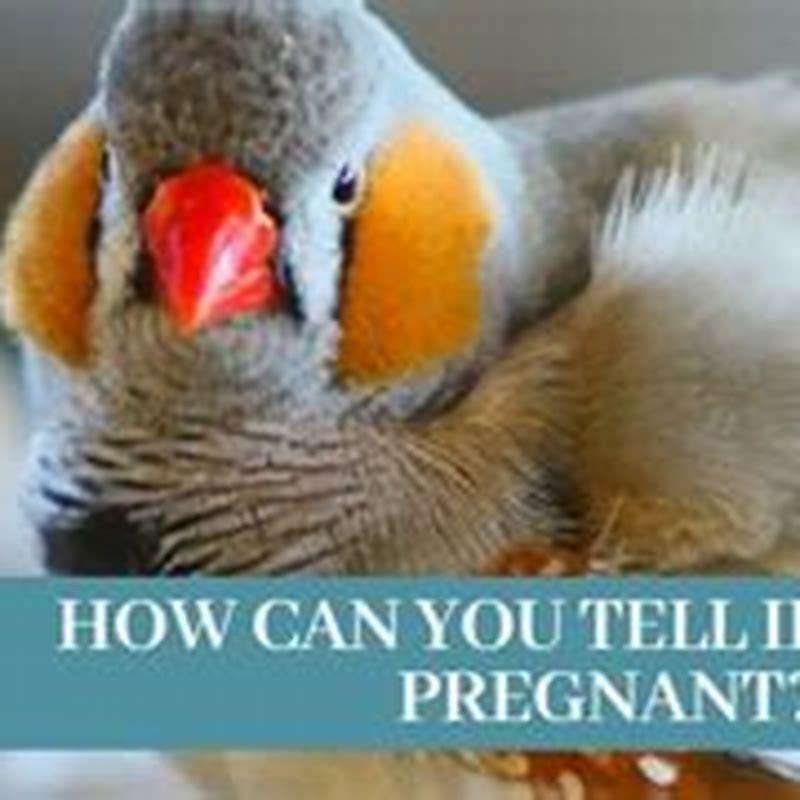 What Time Of Year Are Birds Pregnant 