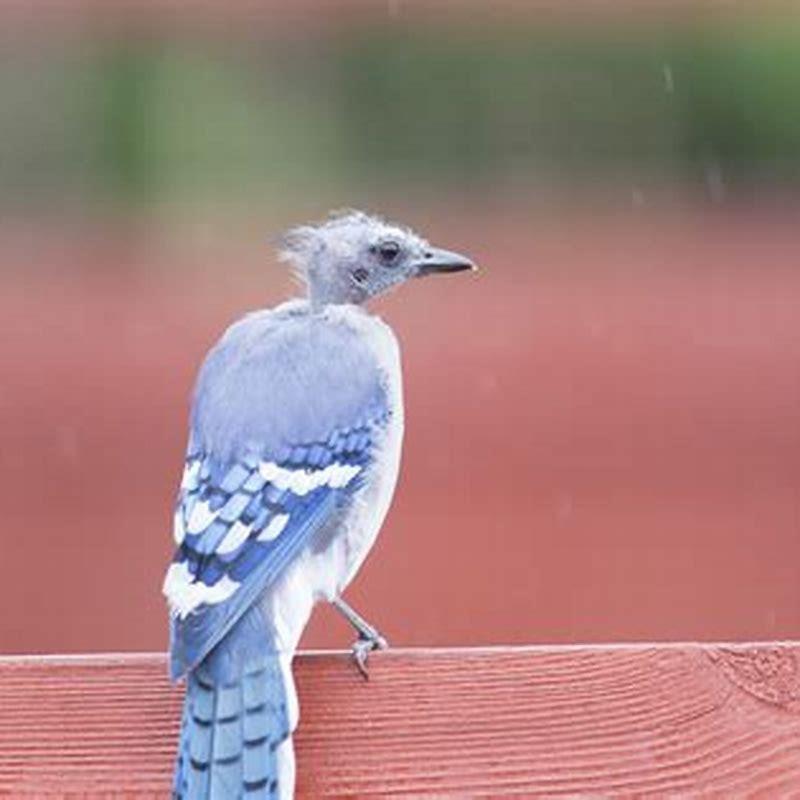 What time of year do wild birds molt?