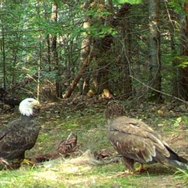 What type of birds are meat eaters?