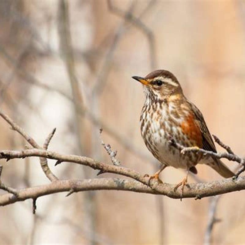 What type of birds migrate in the winter?