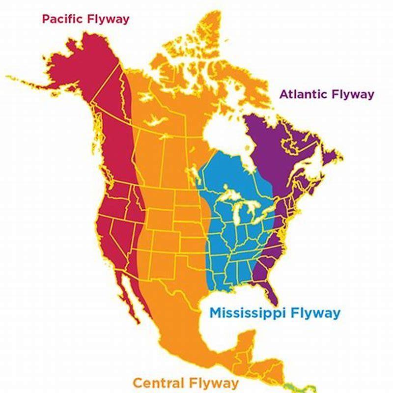 What uses the Mississippi flyway and why do they use it? - DIY Seattle