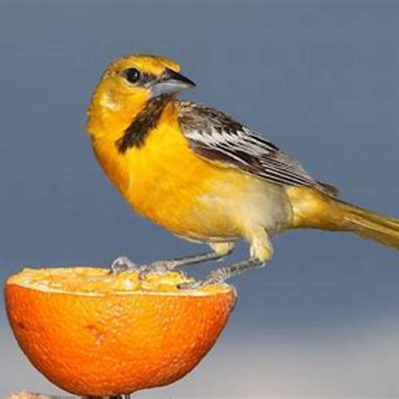 What wildlife eats oranges? - DIY Seattle