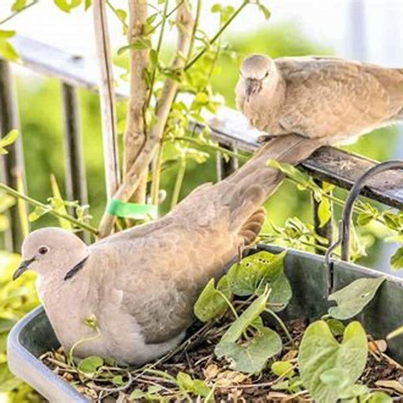 What will keep birds off my porch?