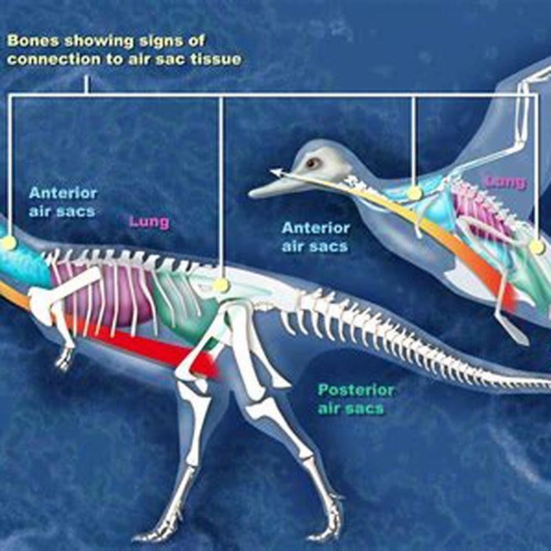 When did birds evolve from dinosaurs?