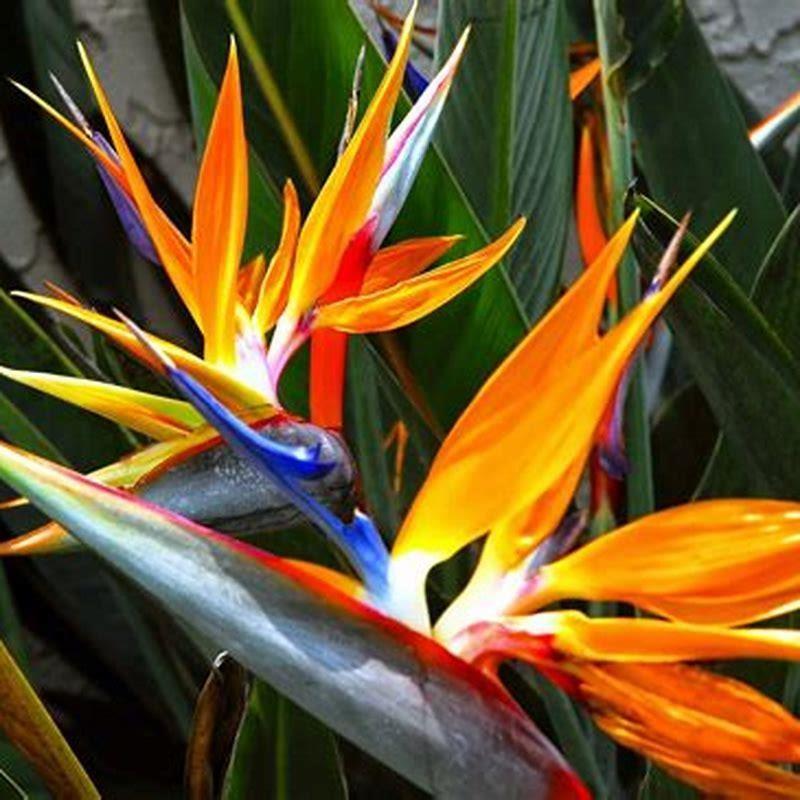 When should I plant bird of paradise? - DIY Seattle