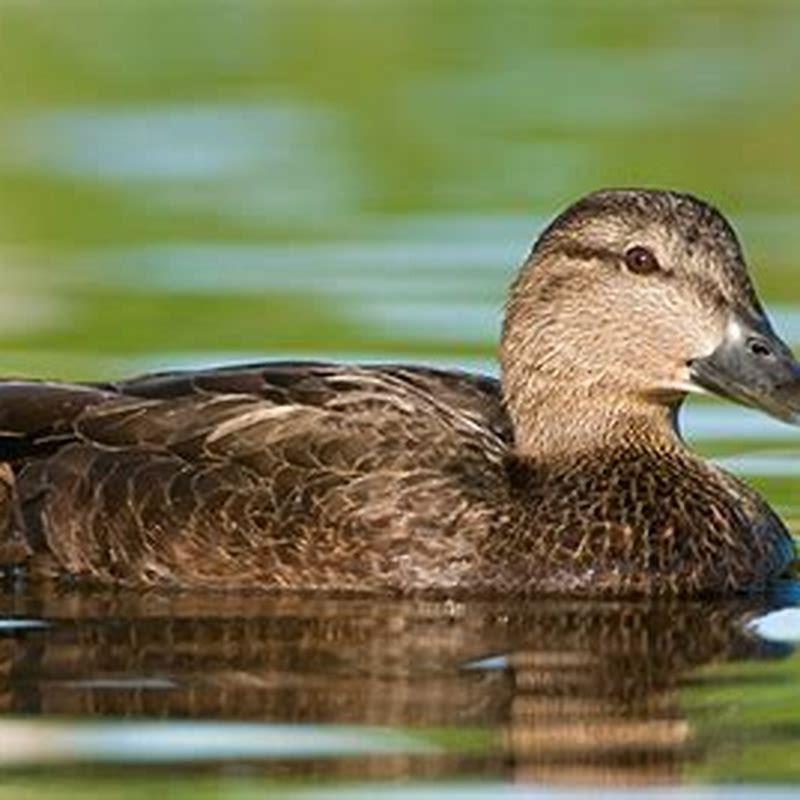 Where are American black ducks found?