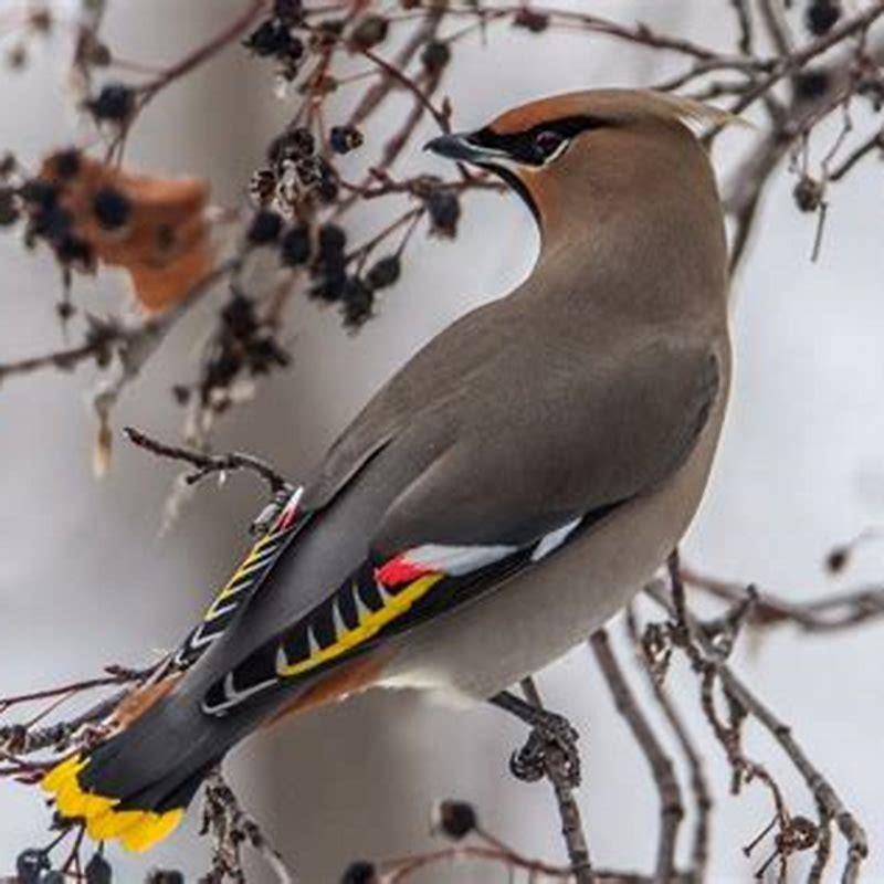 Where are Bohemian waxwings found?