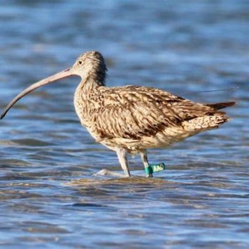 Where are eastern curlews found in Australia?