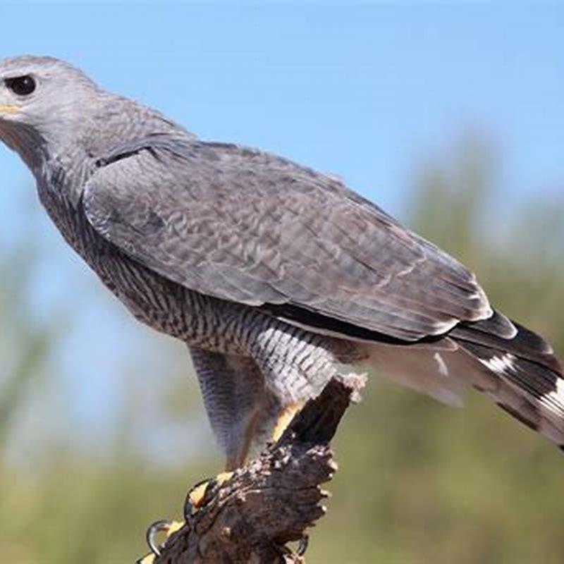 Where are GREY hawks found?