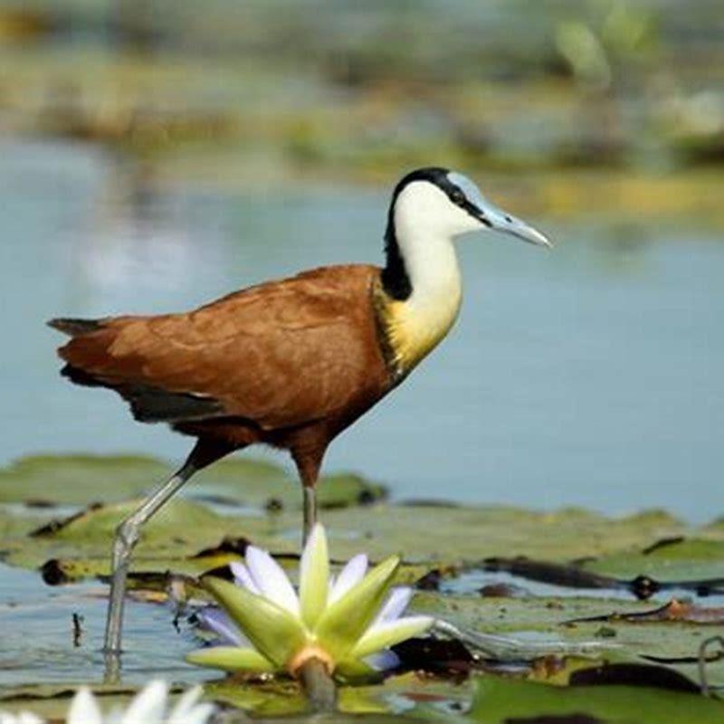 Where are Jacana birds found?