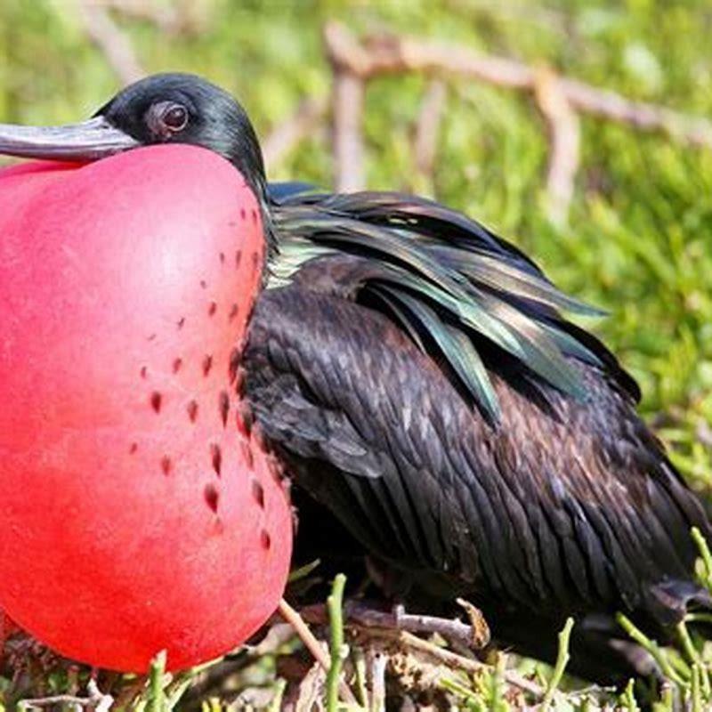 Where are magnificent frigatebirds found?