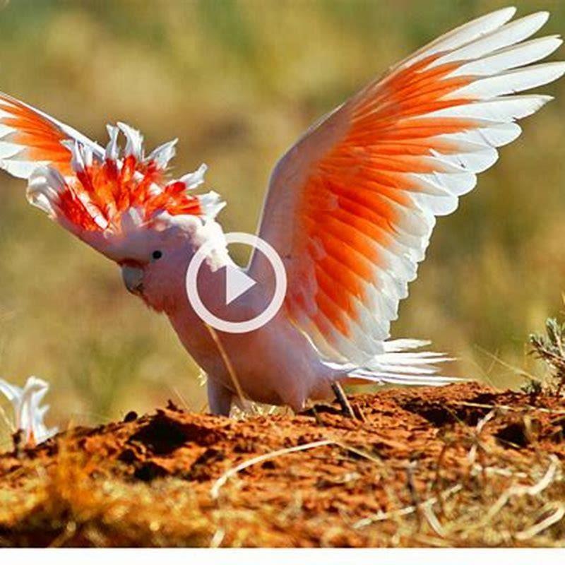 Where are most of the birds found?