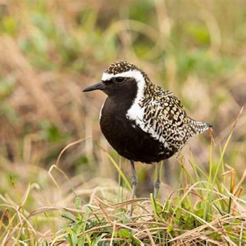 Where are Pacific Golden-Plovers found?