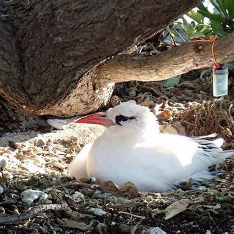 Where are red-tailed Tropicbird found?