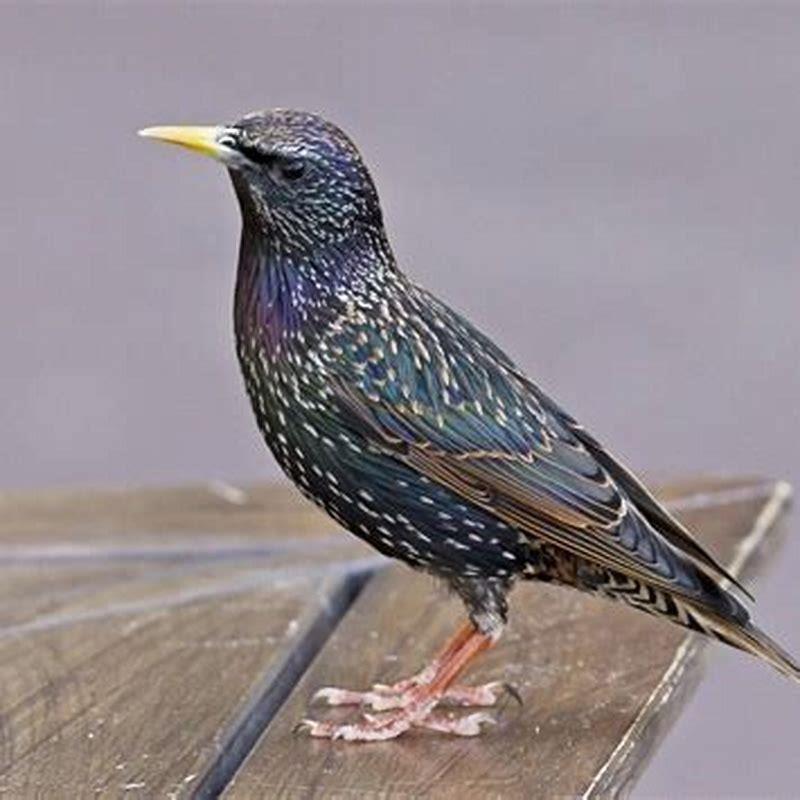 Where are starling bird found?