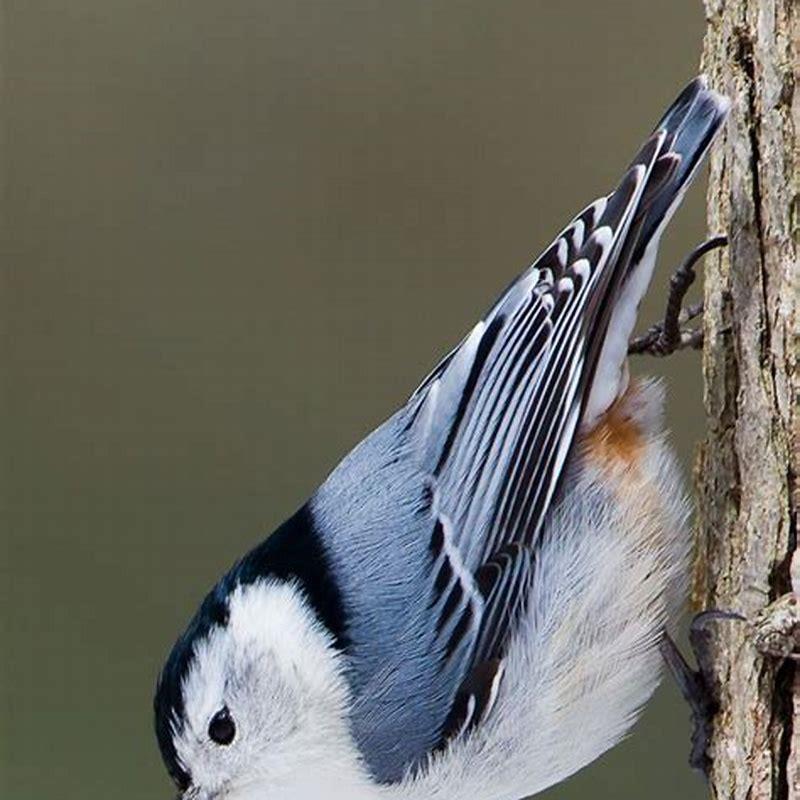 Where are white-breasted nuthatch found?
