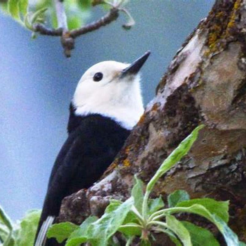 Where are white-headed woodpeckers found?