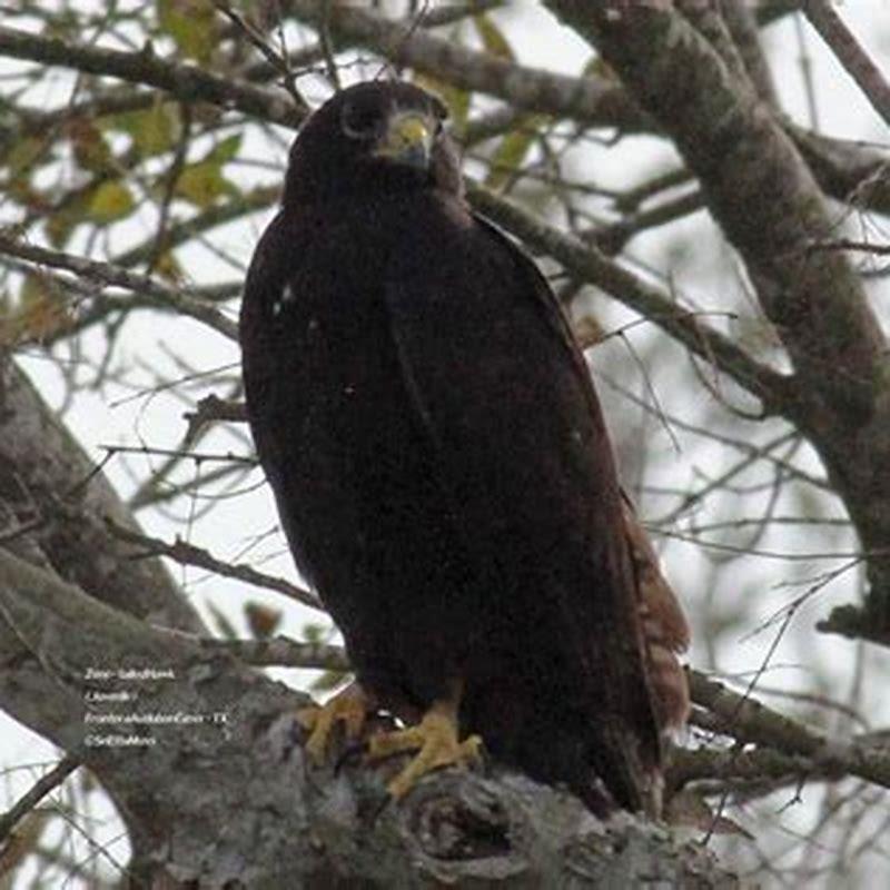 Where are zone-tailed hawks found?
