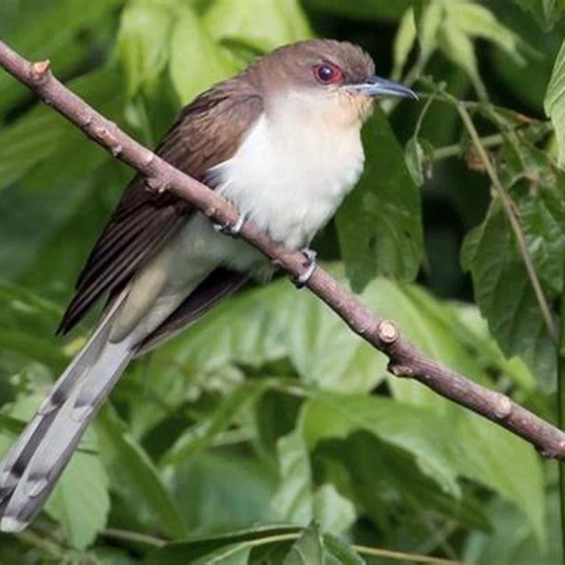 where-can-cuckoo-birds-be-found-diy-seattle