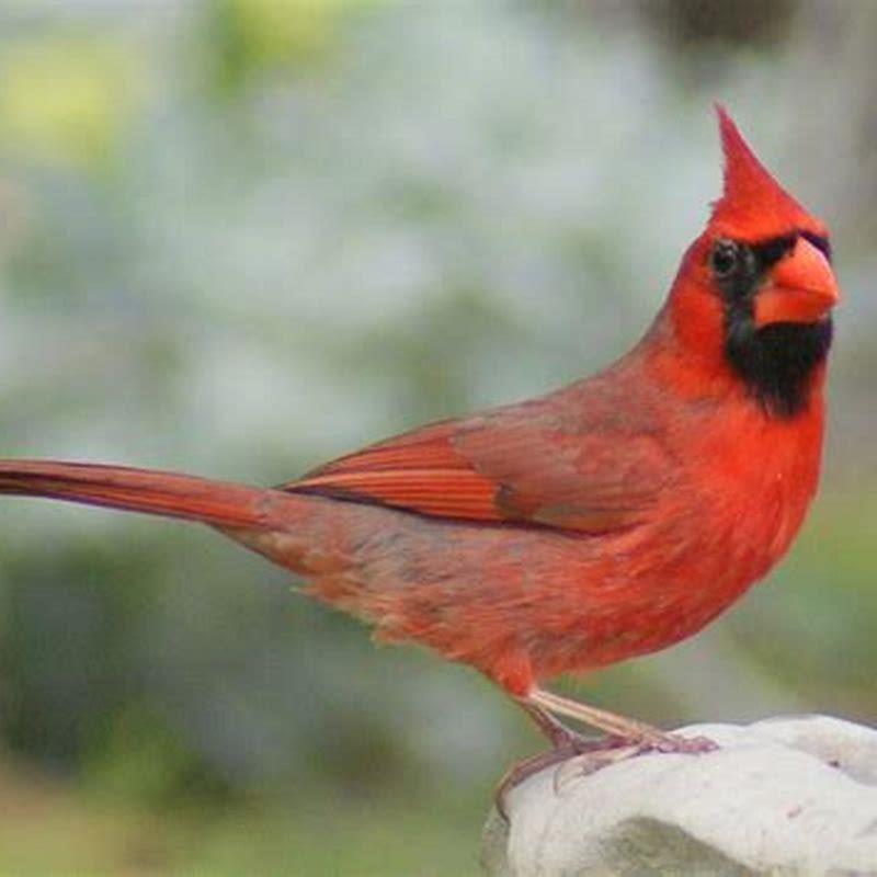 Where can I see cardinals?
