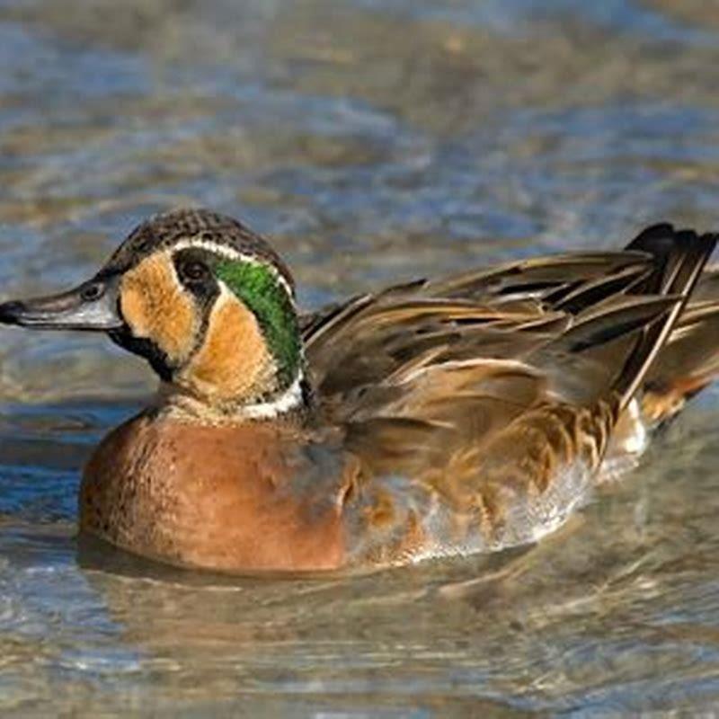 Where do Baikal Teal live?