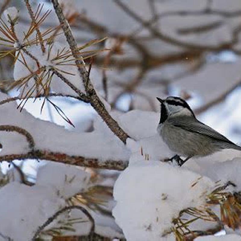 Where do birds go in the winter when it snows?