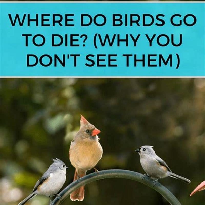 Where do birds go to die?