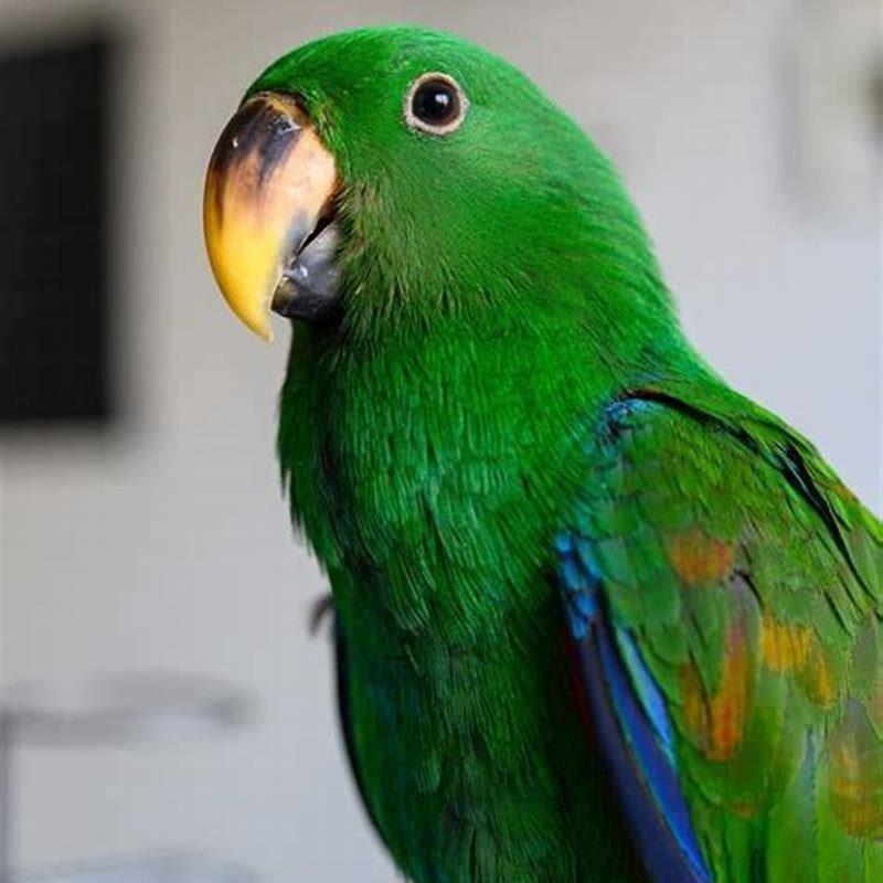 Where do birds live in the wild?
