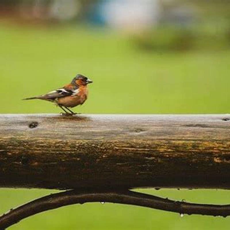 How Long Do Baby Birds Sleep In A Day