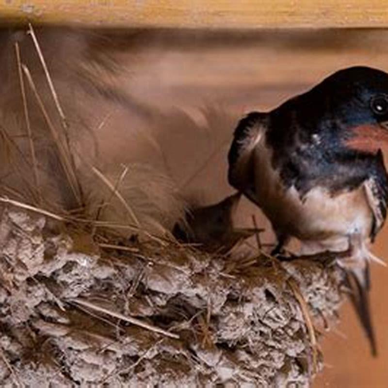 Where do birds sleep when they are not nesting?