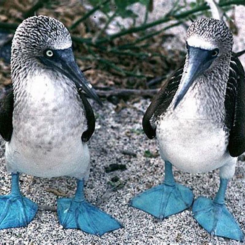 Where do blue-footed boobies come from?