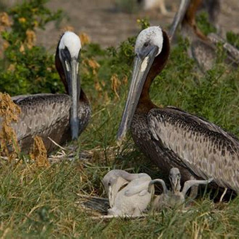 Where do brown pelicans migrate to?