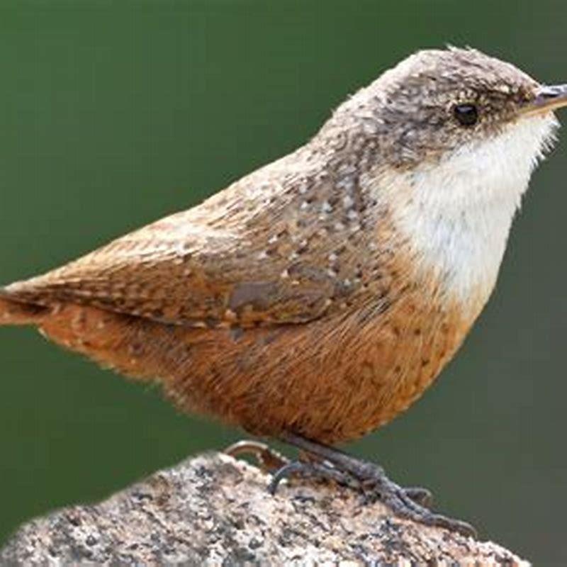 Where do canyon wrens live?