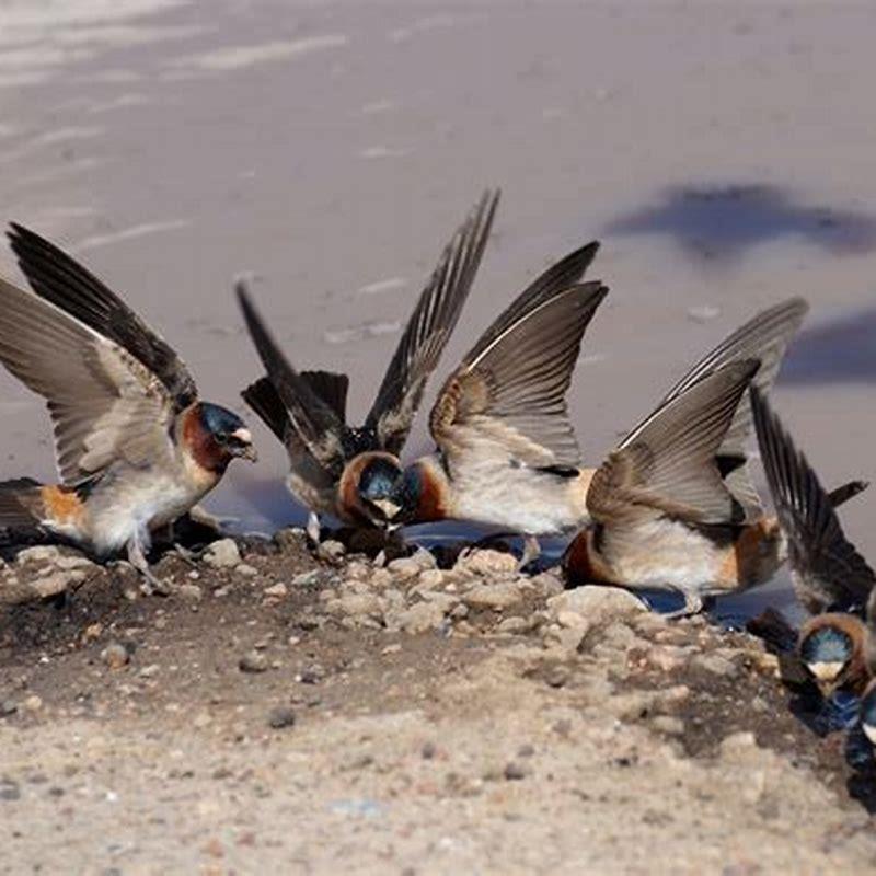 What Do Cliff Swallows Look Like