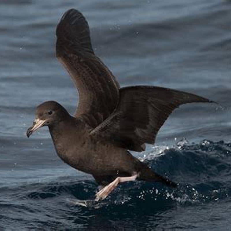 Where do flesh-footed Shearwater live?