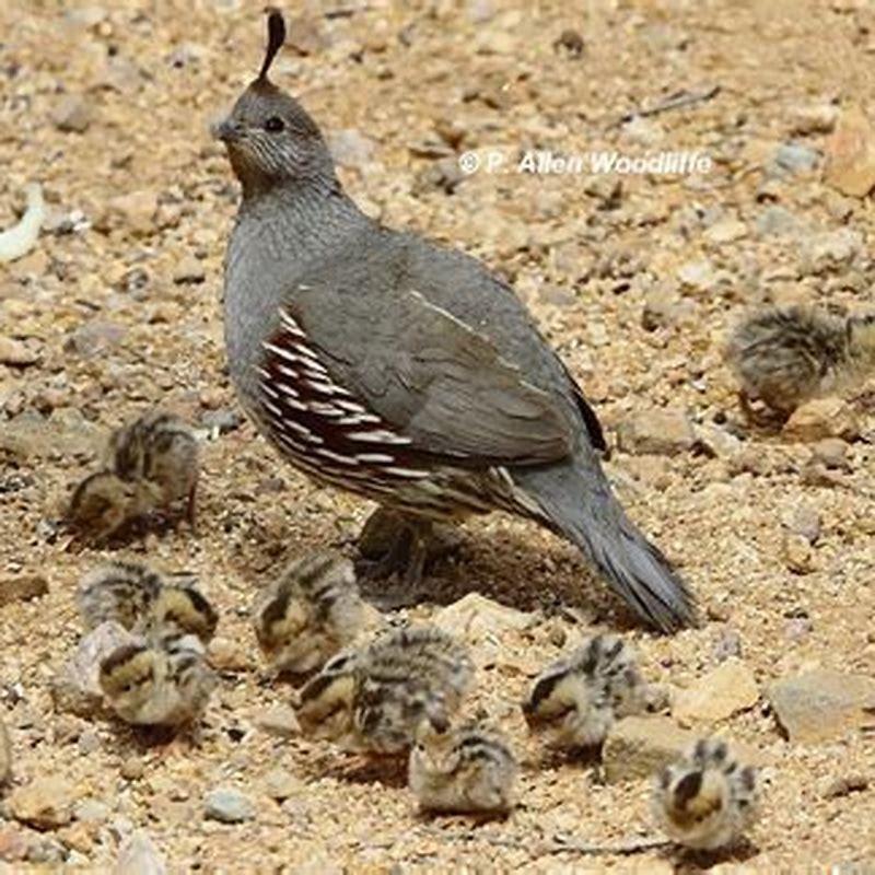 Where do Gambel’s quail go in the winter?