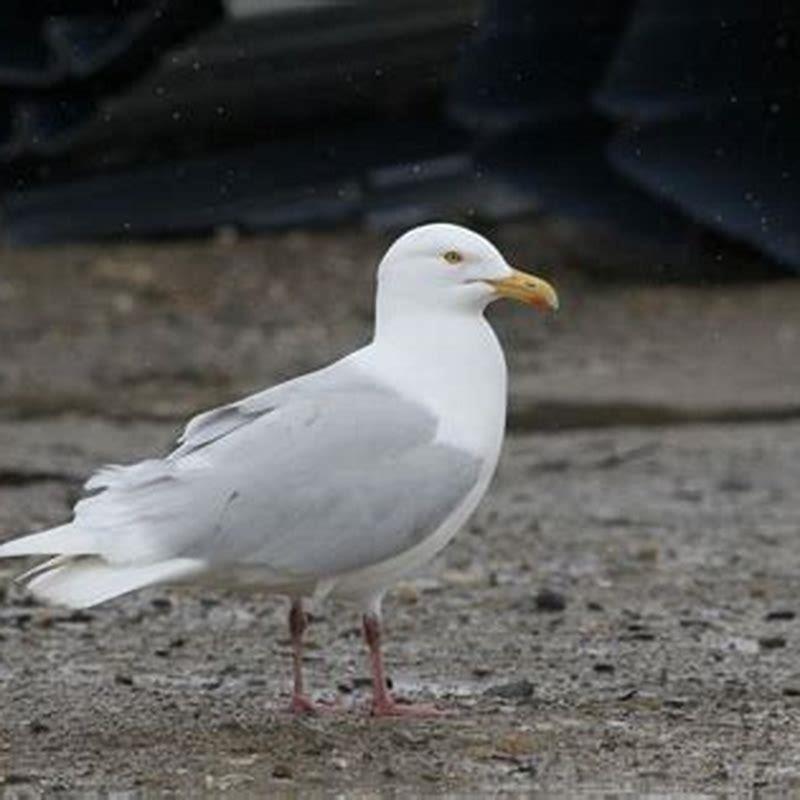 Where do glaucous gulls live?