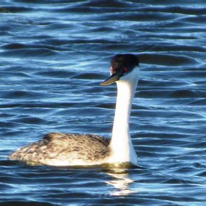 Where do grebes birds live?