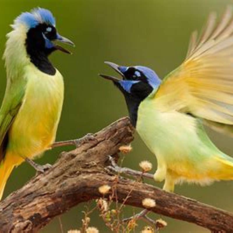 Where do green jays live?