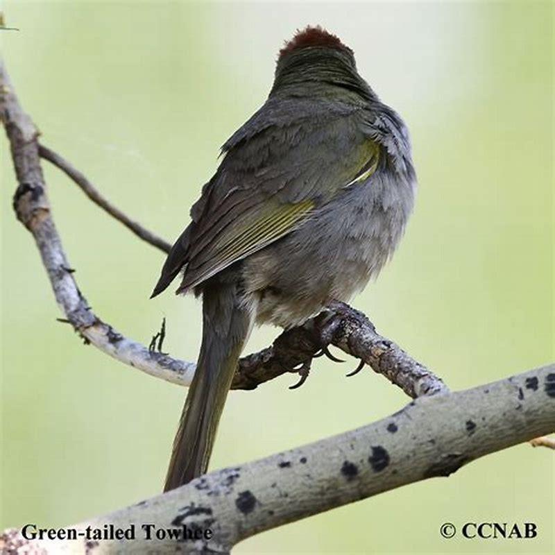 Where do Green-tailed Towhee live?