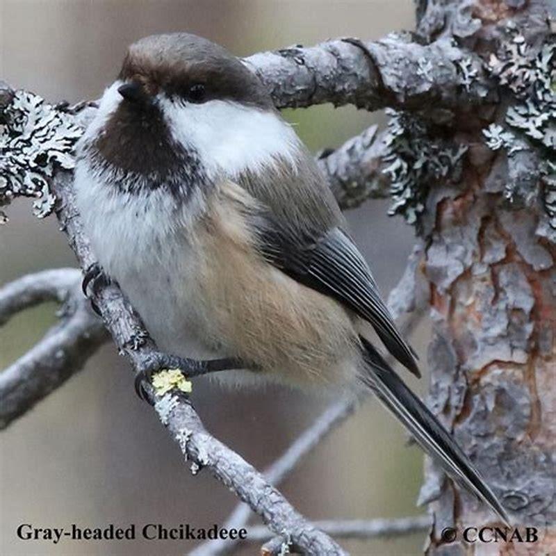 Where do GREY headed chickadees live?