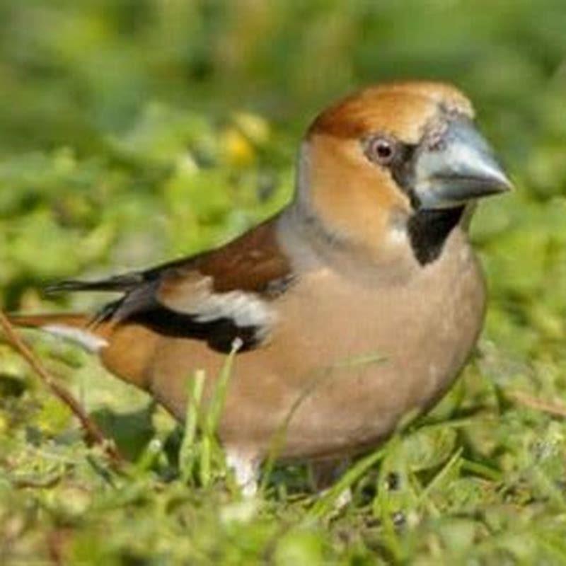 Where do Hawfinches come from?