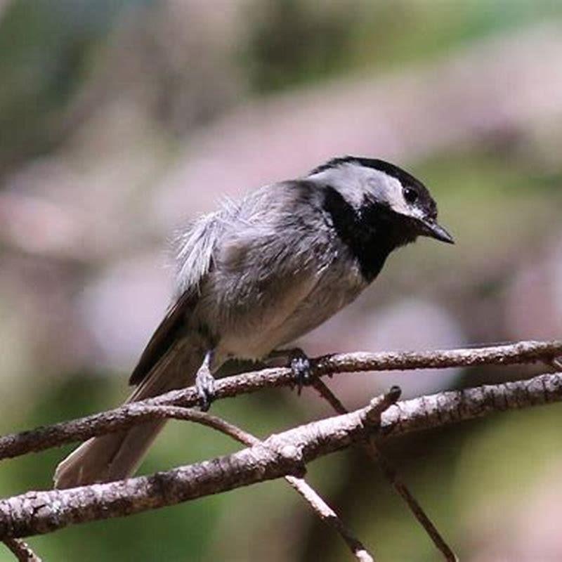 Where do Mexican chickadees live?