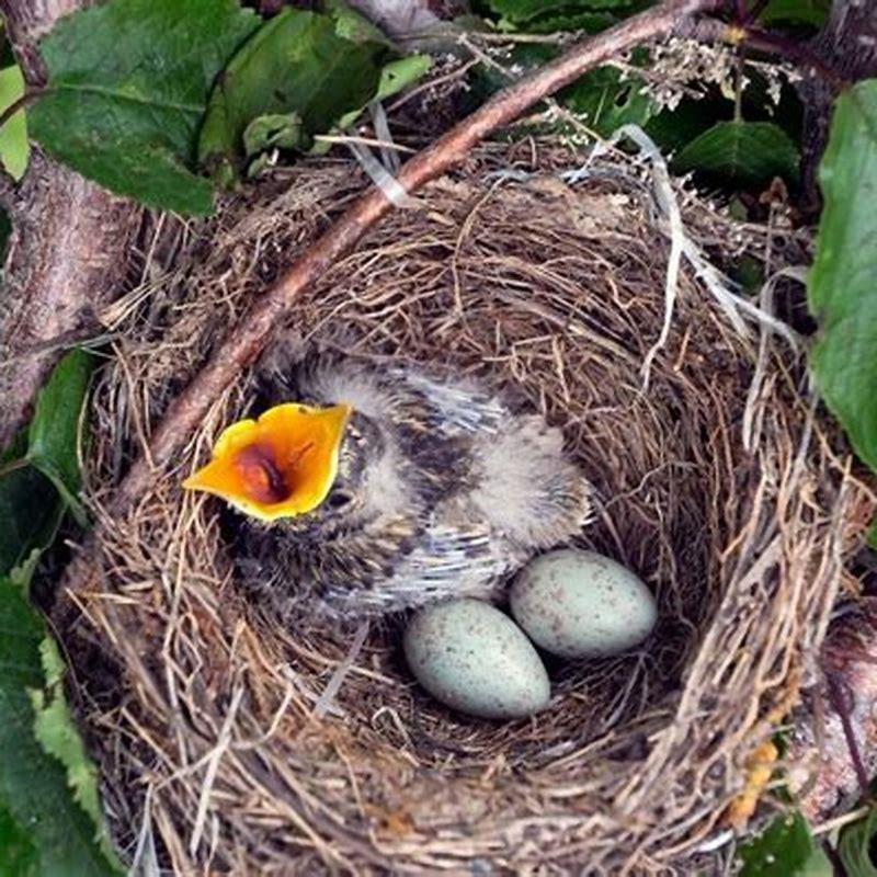 Where do most birds lay their eggs?