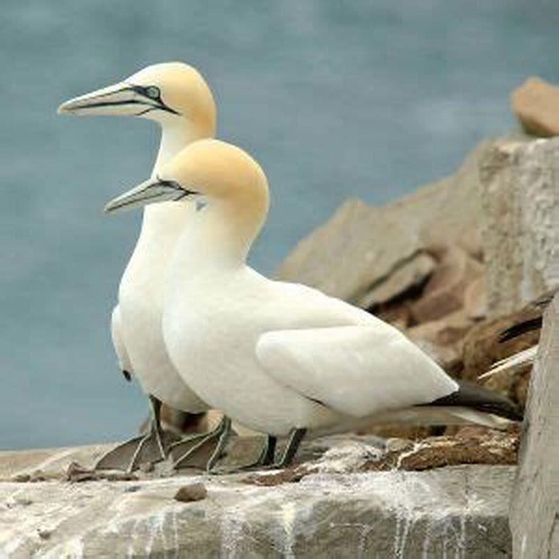 Where do Northern gannets migrate to?