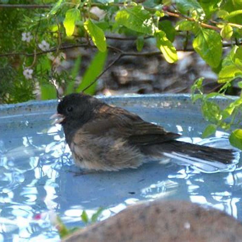 Where do pet birds go to the bathroom?