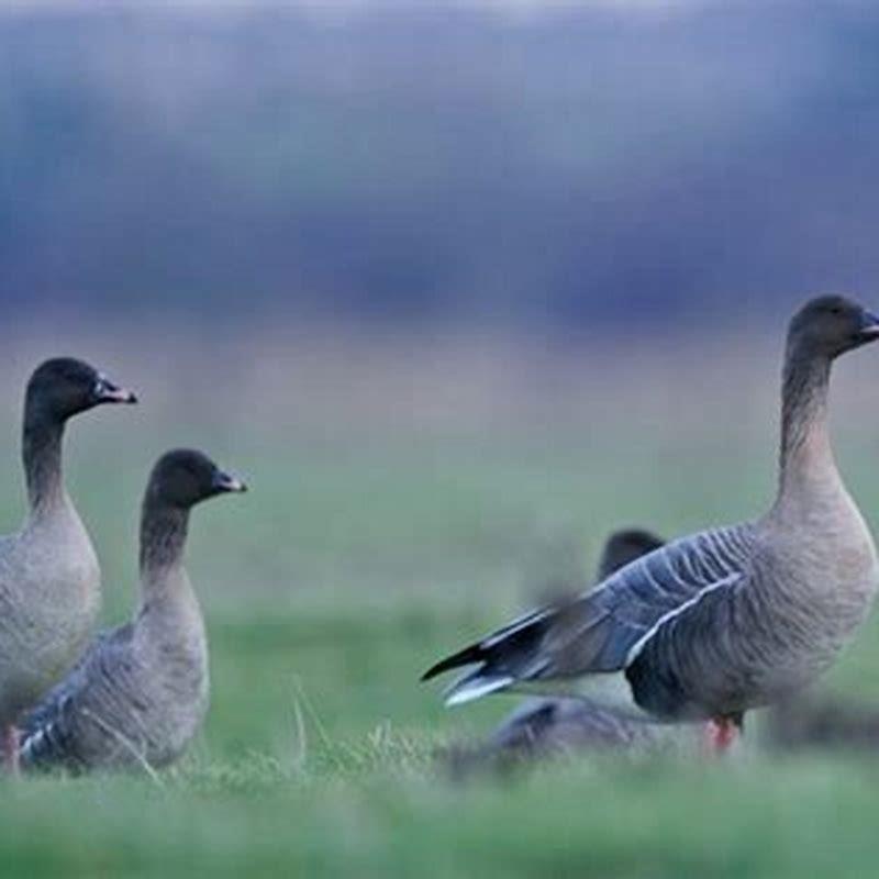 where-do-pink-footed-geese-go-in-winter-diy-seattle