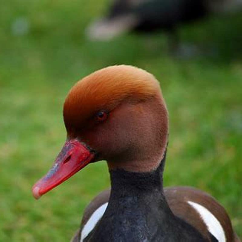 Where do Pochard ducks live?
