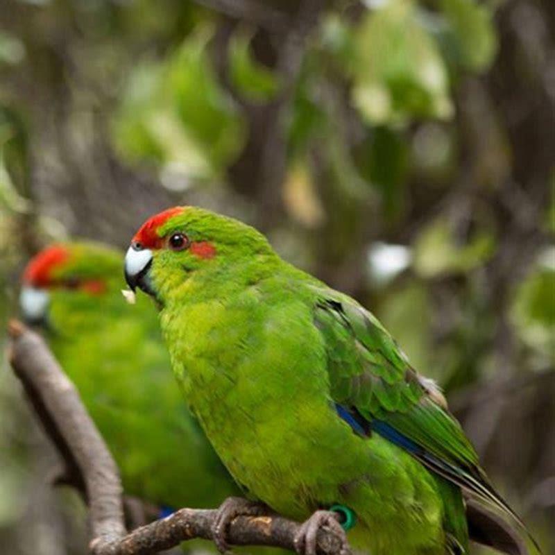 Where do red-crowned parakeets live?